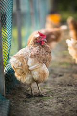 Hen in a farmyard (Gallus gallus domesticus)