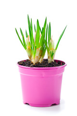 sprout of flower bulbs in pot, in early spring