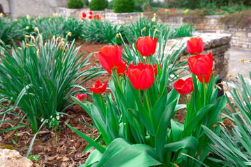 red tulips in springtime, foreground