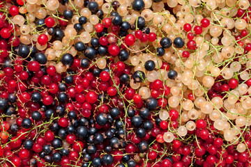 Johannisbeeren - Ribes