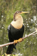 Anhinga (Anhinga anhinga) female