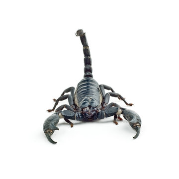 Heterometrus longimanus back scorpion