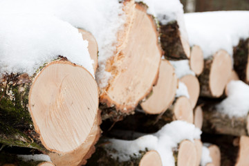 Wood pile in forest