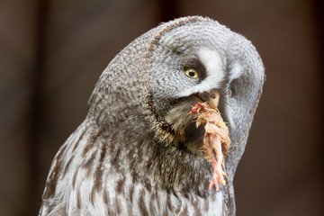 Great Grey Owl