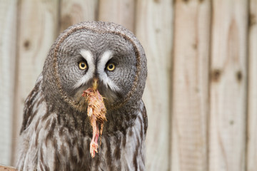 Great Grey Owl