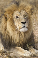 Fototapeta na wymiar Mężczyzna African Lion (Panthera leo), Republika Południowej Afryki