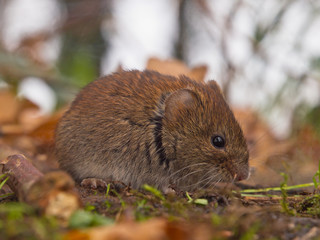 Bank vole sideview