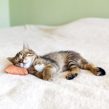 Small Kitty With Red Pillow and Mouse