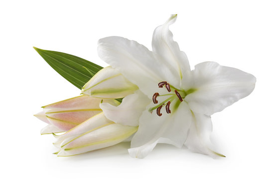 Fototapeta White lily flowers