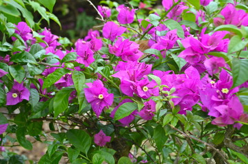 Obraz premium Colourful Bouganvillea bush in Singapore Botanic Gardens