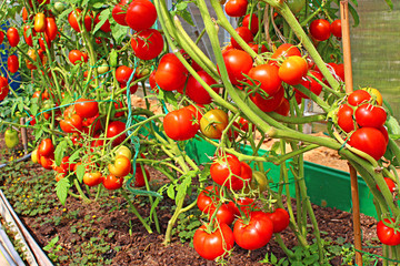 Ripening tomatoes in a greenhouse