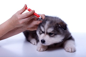 Entfernen von Zecken beim Welpen