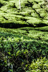Fototapeta na wymiar Krajobraz zielonych plantacjach herbaty. Munnar, Kerala, India