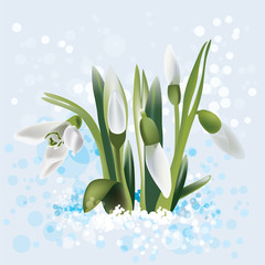 snowdrop in snow, vector illustration