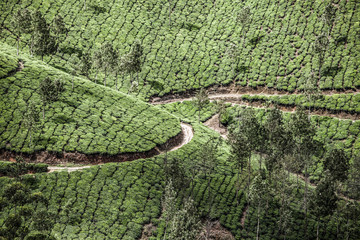 Landscape of green tea plantations. Munnar, Kerala, India