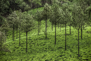 Landscape of green tea plantations. Munnar, Kerala, India