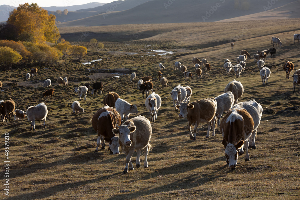 Poster Cattle on grass