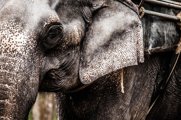 Elephant close up