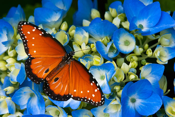 Queen butterfly on blue hydrangea flowers