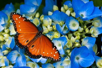 Foto op Canvas Queen butterfly on blue hydrangea flowers © leekris