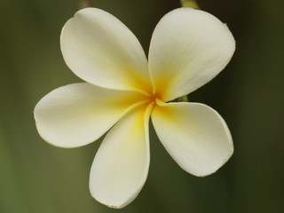 White Frangipani Flower