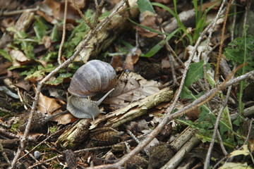 Weinbergschnecke