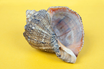 ea shell isolated on yellow background