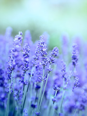 Obraz premium Lavender