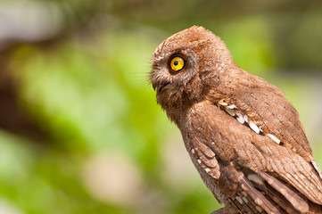 A portrait of an eagle owl