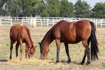 horse and foal eat hay ranch scene
