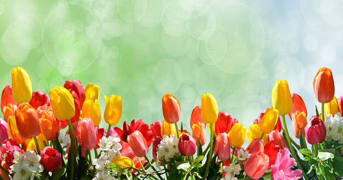 Fr&uuml;hlingserwachen mit Tulpen und Kirschbl&uuml;ten