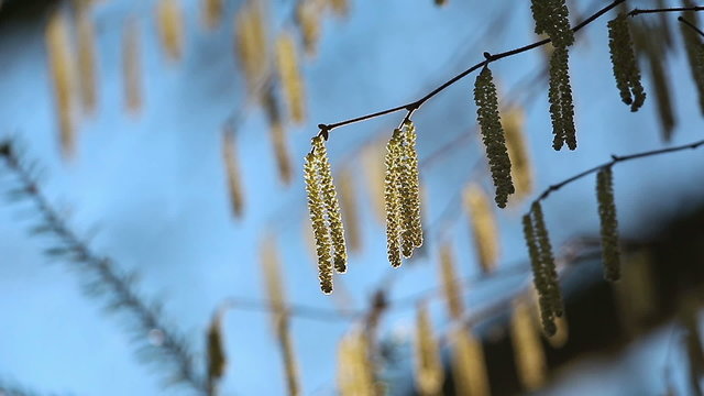 catkins in a forest