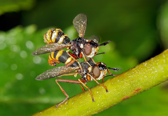 Mating Flies