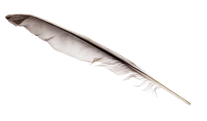 dark grey pigeon feather isolated on white