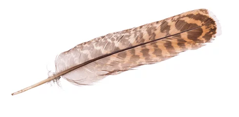 Fotobehang Arend variegated eagle feather on white