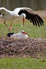 Coppia di cicogne in riproduzione