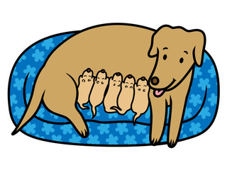 Dog mother breast feeding new born puppies