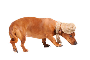 dachshund dog dressed into hat and scarf isolated