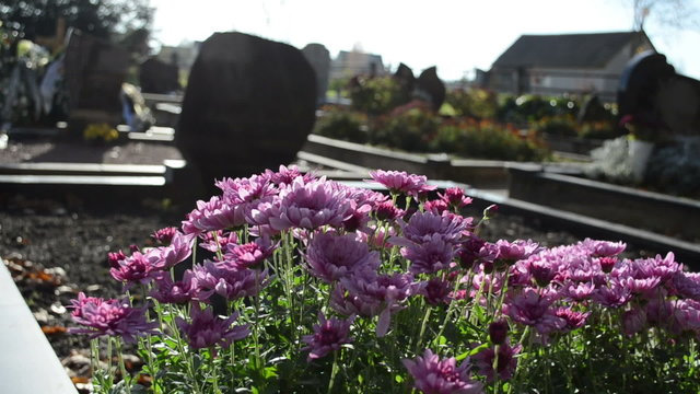 chrysanthemums autumn flowers cemetery grave monuments