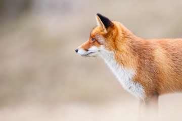 red fox portrait