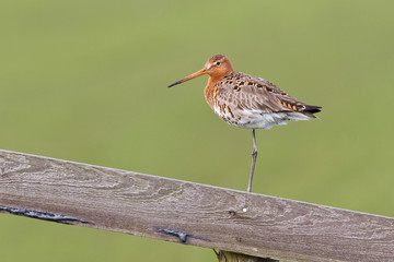 Black tailed godwit