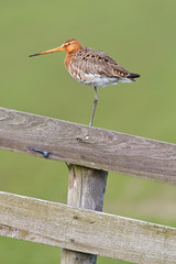 Black tailed godwit