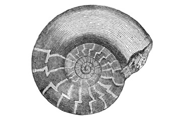 Ammonit (Alte Lithographie)