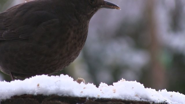 grive sous la neige