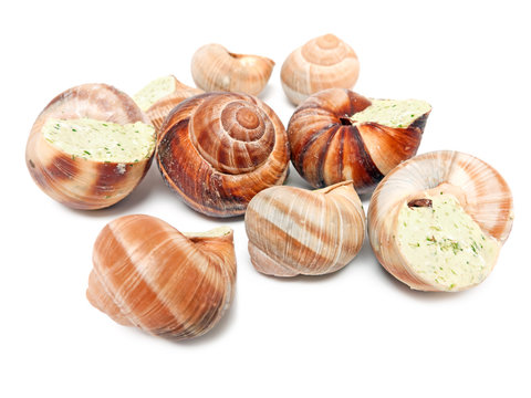 Schnecken