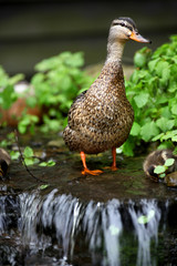 Mallard duck on small water falls
