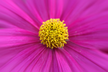 Obraz premium Pink Zinnia flower