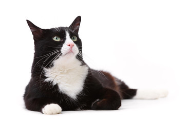 Beautiful black and white cat looking up against white