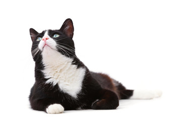 Obraz premium Beautiful black and white cat looking up