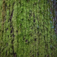 Türaufkleber Bäume moss on tree